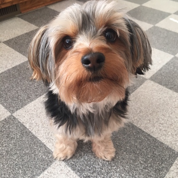 Meet your Posher, Abigail - Picture 3 of 4